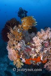 A diver examines the multi coloured coral formation, Takat toko (Castle rock), Gili Lawalaut, Komodo, Flores sea, Indian Ocean, Indonesia, Asia
