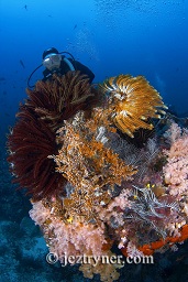 A diver examines the multi coloured coral formation, Takat toko (Castle rock), Gili Lawalaut, Komodo, Flores sea, Indian Ocean, Indonesia, Asia