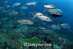 Big eye jacks / trevally (Caranx sexfasciatus) swimming hard in the current, Takat toko (Castle rock), Gili Lawalaut, Komodo, Flores sea, Indian Ocean, Indonesia, Asia