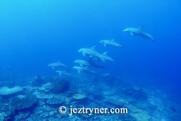 A small group of Indo-Pacific dolphins (Tursiops aduncus) hunting around the sea mount, Takat toko (Castle rock), Gili Lawalaut, Komodo, Flores sea, Indian Ocean, Indonesia, Asia