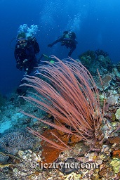 Divers swimming past one of the red sea whips that cover the reef slope, Crystal rock (Batu mandi), Gili Lawalaut, Komodo, Flores sea, Indian Ocean, Indonesia, Asia