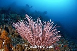 Divers swimming past one of the red sea whips that sprout from the reef slope all around the sea mount, Crystal rock (Batu mandi), Gili Lawalaut, Komodo, Flores sea, Indian Ocean, Indonesia, Asia