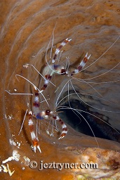 Banded boxer shrimp (Stenopus hispidus) sheltering in a barrel sponge, night dive, Gili Lawalaut bay, Komodo, Flores sea, Indian Ocean, Indonesia, Asia