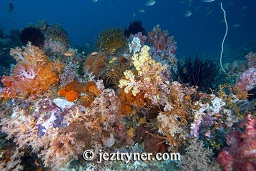 The coral covered reef blazes colour at every turn, Crystal rock (Batu mandi), Gili Lawalaut, Komodo, Flores sea, Indian Ocean, Indonesia, Asia