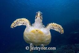 A Hawksbill turtle (Eretmochelys imbricata), Crystal rock (Batu mandi), Gili Lawalaut, Komodo, Flores sea, Indian Ocean, Indonesia, Asia