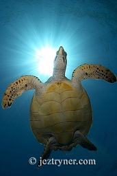 A Hawksbill turtle (Eretmochelys imbricata) against the sun burst, Crystal rock (Batu mandi), Gili Lawalaut, Komodo, Flores sea, Indian Ocean, Indonesia, Asia