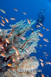 A diver takes photos from behind an anthias surrounded sea fan, Takat toko (Castle rock), Gili Lawalaut, Komodo, Flores sea, Indian Ocean, Indonesia, Asia