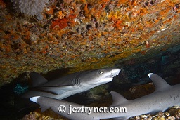 White tip reef shark (Triaenodon obesus), Crystal rock (Batu mandi), Gili Lawalaut, Komodo, Flores sea, Indian Ocean, Indonesia, Asia