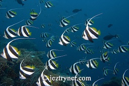 Schooling Bannerfish (Heniochus diphreutes), Lighthouse reef, Gili Lawalaut, Komodo, Flores sea, Indian Ocean, Indonesia, Asia