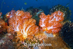 Multi coloured sea fans, soft coral dendronephthya sp. and sponges create amazing contrasts with the blue water background, Crystal rock (Batu mandi), Gili Lawalaut, Komodo, Flores sea, Indian Ocean, Indonesia, Asia