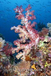 Multi coloured sea fans, soft coral dendronephthya sp. and sponges create amazing contrasts with the blue water background, Crystal rock (Batu mandi), Gili Lawalaut, Komodo, Flores sea, Indian Ocean, Indonesia, Asia
