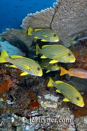 Ribbon sweetlips (Plectorhinchus polytaenia), Crystal rock (Batu mandi), Gili Lawalaut, Komodo, Flores sea, Indian Ocean, Indonesia, Asia