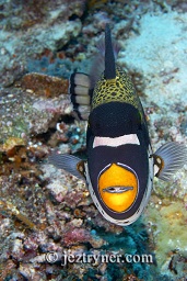 A Clown triggerfish (ballistoides conspicillum) displaying threatening behaviour as it defends it's nest, Takat toko (Castle rock), Gili Lawalaut, Komodo, Flores sea, Indian Ocean, Indonesia, Asia