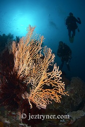 A diver swims past the featherstar covered sea fans that grow from the reef wall, Panjang reef, Moyo island, Sumbawa, Flores sea, Indian Ocean, Indonesia, Asia
