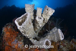 Vase sponges growing from the wall, Angel reef, Moyo island, Sumbawa, Flores sea, Indian Ocean, Indonesia, Asia