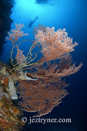 Beautiful fans adorn the walls at Angel reef, Moyo island, Sumbawa, Flores sea, Indian Ocean, Indonesia, Asia