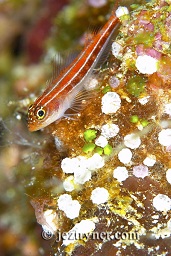 Striped triplefin perched (Helcogramma striata), Angel reef, Moyo island, Sumbawa, Flores sea, Indian Ocean, Indonesia, Asia