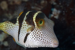 Valentin's / saddled toby (canthigaster valentini), Angel reef, Moyo island, Sumbawa, Flores sea, Indian Ocean, Indonesia, Asia