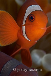 Spinecheek anenomefish (prennas biaculeatus), Angel reef, Moyo island, Sumbawa, Flores sea, Indian Ocean, Indonesia, Asia