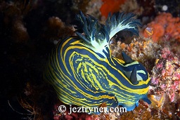 Bordered Roboastra nudibranch (Roboastra luteolineata), The 3 sissters, Padar island, Flores sea, Indian Ocean, Indonesia, Asia