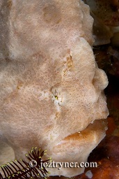 Grey phase giant frogfish / anglerfish (Antennarius commersoni), Pink beach, Komodo island, Flores sea, Indian Ocean, Indonesia, Asia