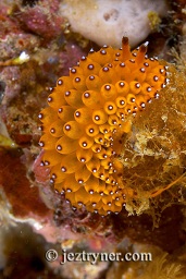 Janolus nudibranch (Janolus sp.), Pink beach, Komodo island, Flores sea, Indian Ocean, Indonesia, Asia
