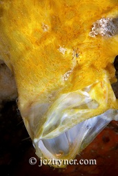 Orange giant anglerfish / frogfish (Antennarius commersonii) in threat display, Cannibal rock ,Rinca island, Flores sea, Indian Ocean, Indonesia, Asia