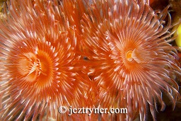 2 beautiful red christmas tree worms (Sabellastarte indica), Cannibal rock ,Rinca island, Flores sea, Indian Ocean, Indonesia, Asia