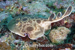 Numbfish (Narcine sp.), Cannibal rock, Rinca island, Komodo national park, Flores sea, Indian Ocean, Indonesia, Asia