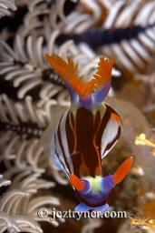 Purple lined nembrotha nudibranch (Nembrotha purpureolineata) next to a featherstar on the wall at Sangeang island, Sumbawa, Flores sea, Indian Ocean, Indonesia, Asia