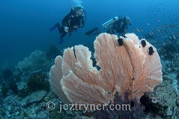 Divers behind a sea fan explore the outer coral garden, The three islets / Shark cave / in through the out door / the 3 stooges / the 3 sisters, Mergui archipelago, Andaman sea, Indian Ocean, Burma / Myanmar, Asia