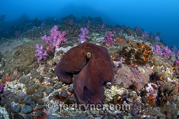 A day octopus (Octopus cyanea) on the wall in the late afternoon as divers swim above, Black rock, Mergui archipelago, Andaman sea, Indian Ocean, Burma / Myanmar, Asia
