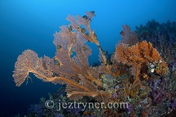 A large gorgonia sea fan grows from the wall in the depths at Black rock, Mergui archipelago, Andaman sea, Indian Ocean, Burma / Myanmar, Asia