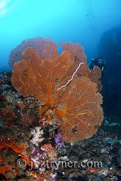 A diver swims along the reef behind a gorgonia sea fan, Black rock, Mergui archipelago, Andaman sea, Indian Ocean, Burma / Myanmar, Asia