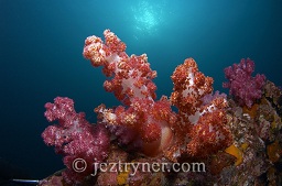 Some of the beautiful soft corals at Black rock, Mergui archipelago, Andaman sea, Indian Ocean, Burma / Myanmar, Asia