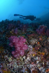 Divers on the soft coral covered wall, Black rock, Mergui archipelago, Andaman sea, Indian Ocean, Burma / Myanmar, Asia