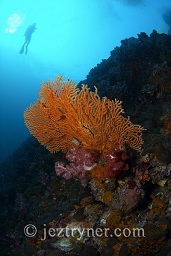A diver swims along the wall behind a gorgonia sea fan, Black rock, Mergui archipelago, Andaman sea, Indian Ocean, Burma / Myanmar, Asia