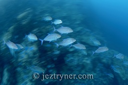 A small school of big-eye trevally / jack (caranx sexfasciatus) hunting over the reef at twilight, Black rock, Mergui archipelago, Andaman sea, Indian Ocean, Burma / Myanmar, Asia
