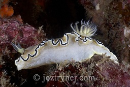 Black Margined glossodoris nudibranch (glossodoris atromarginata), Mcarthy island, Mergui archipelago, Andaman sea, Indian Ocean, Burma / Myanmar, Asia