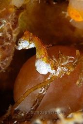 Pygmy seahorse (hippocampus pohonti) on weedy hydroid, Lekuan satu, Bunaken, Celebes sea, Pacific Ocean, Sulawesi, Indonesia, Asia