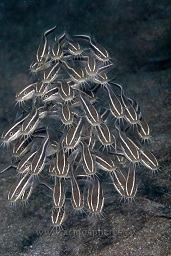 Striped eel catfish (plotosus lineatus) juveniles travelling in a group for protection whilt feeding on the sandy bottom, Wori outside, Bunaken, Celebes sea, Pacific Ocean, Sulawesi, Indonesia, Asia