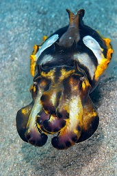 Flamboyant cuttlefish (Metasepia  pfefferi) swimming over the sand, Wori outside, Bunaken, Celebes sea, Pacific Ocean, Sulawesi, Indonesia, Asia