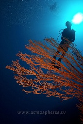 Diver hovering over the moster gorgonia sea fans that grow from Bunaken's walls, Buhias, Bunaken, Celebes sea, Pacific Ocean, Sulawesi, Indonesia, Asia