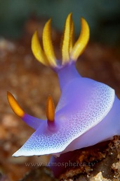 Bullocks hypselodoris (Hypselodoiris bullockii) moving over the reef wall, Barracuda, Bunaken, Celebes sea, Pacific Ocean, Sulawesi, Indonesia, Asia