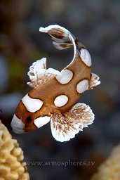 Juvenile harlequin sweetlips (plectorhinchus chaetodonoides) wiggling it's way around the reef, Barracuda, Bunaken, Celebes sea, Pacific Ocean, Sulawesi, Indonesia, Asia
