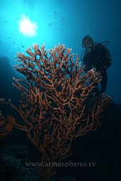 A diver examining the amazing acropora hard corals that grow along Bunkaen's walls, Alung banua, Bunaken, Celebes sea, Pacific Ocean, Sulawesi, Indonesia, Asia