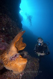 A diver examinig one of the large elephant ear sponges (ianthella basta) that habitually grow along Bunaken's amazing walls, Alung banua, Bunaken, Celebes sea, Pacific Ocean, Sulawesi, Indonesia, Asia