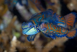 Mandarinfish (synchiropus splendidus) mating, Muka gereja, Bunaken, Celebes sea, Pacific Ocean, Sulawesi, Indonesia, Asia