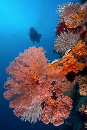 A diver swims along behind a stunning display of corals on one of Bunaken's stunning walls, Bunaken timur, Bunaken, Celebes sea, Pacific Ocean, Sulawesi, Indonesia, Asia