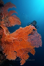 A diver glides along the wall in the current behind a huge gorgonia sea fan, Bunaken timur, Bunaken, Celebes sea, Pacific Ocean, Sulawesi, Indonesia, Asia